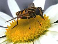 Gemeine Sumpfschwebfliege 04